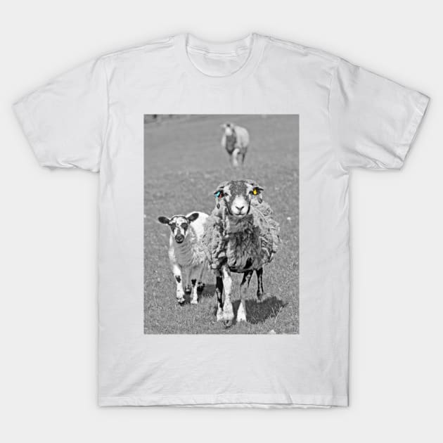 Sheep in Black & White ... T-Shirt by Furtographic